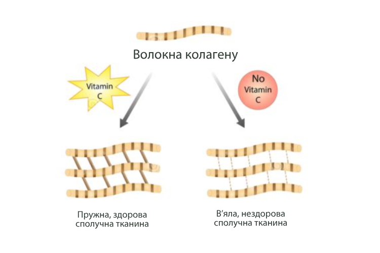 Антиоксидантна дія Натрій аскорбіл фосфату
